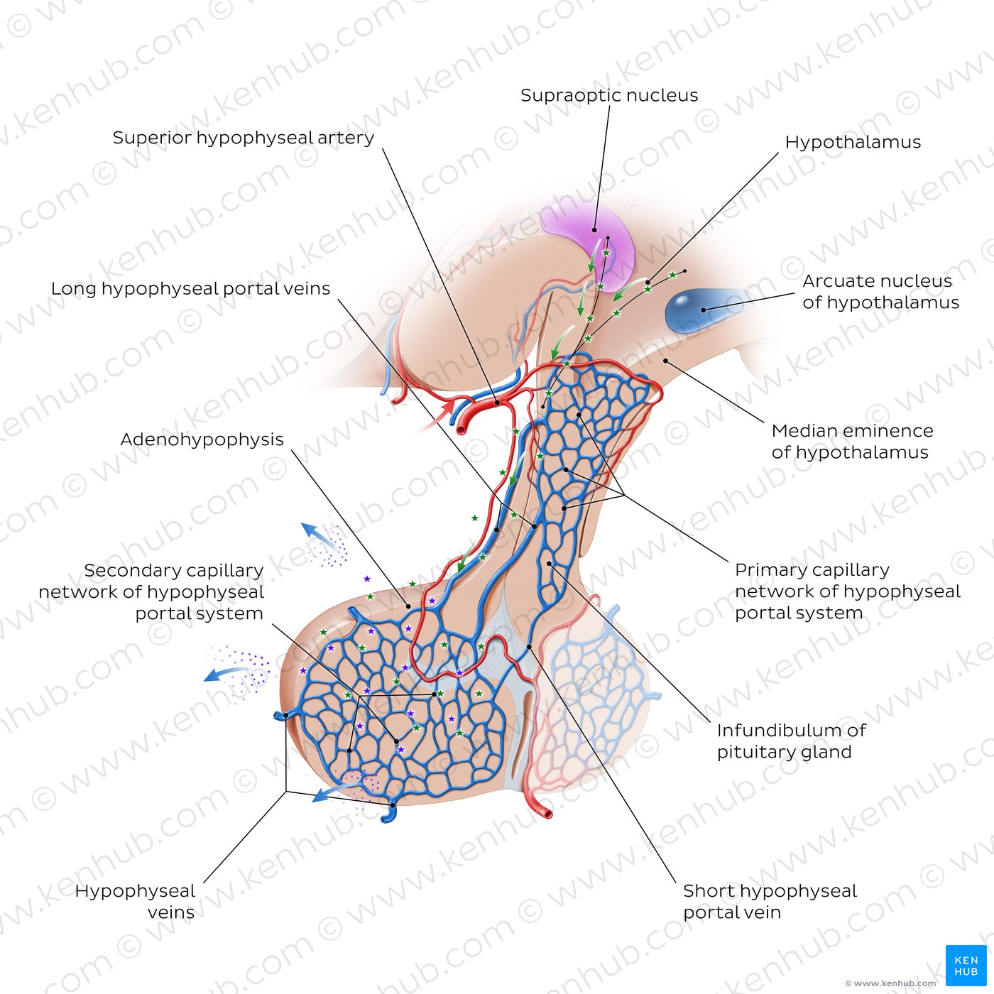 Hypophyseal portal system: Overview