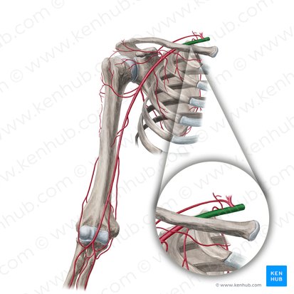 Subclavian artery (Arteria subclavia); Image: Yousun Koh