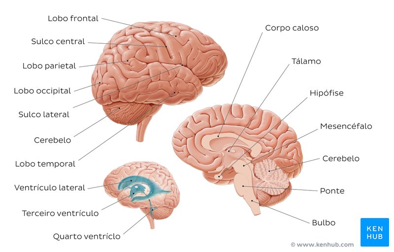 Diagrama legendado mostrando as principais partes do cérebro