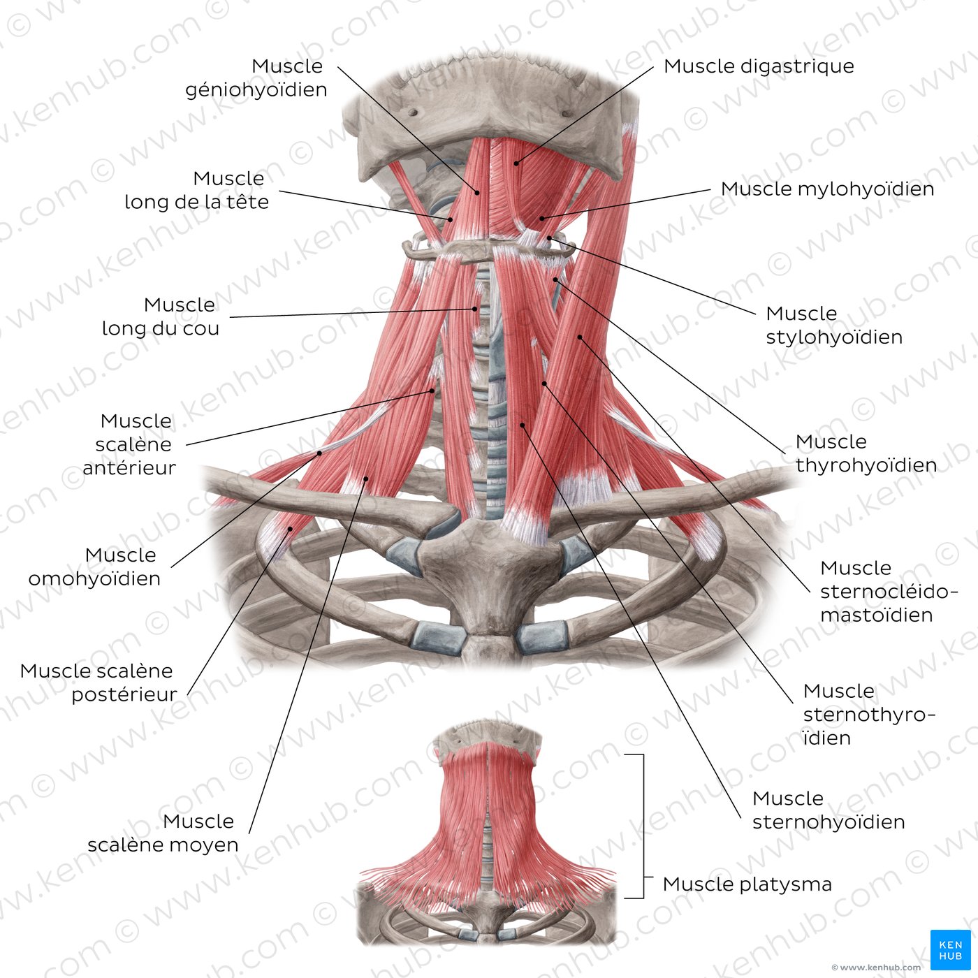 Muscles of the anterior neck