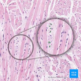 Fibroblast nucleus (Nucleus fibroblasti); Image: 