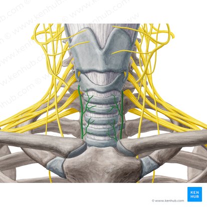 Recurrent laryngeal nerve (Nervus laryngeus recurrens); Image: Yousun Koh