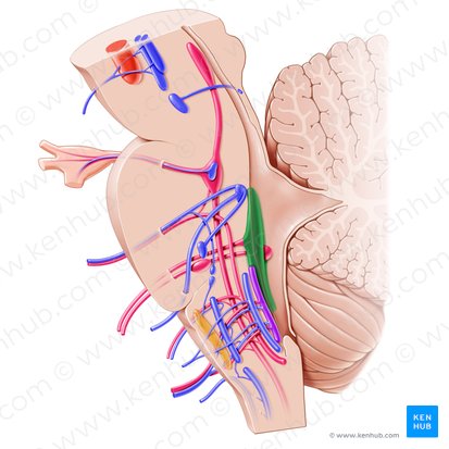 Vestibular nuclei (Nuclei vestibulares); Image: Paul Kim
