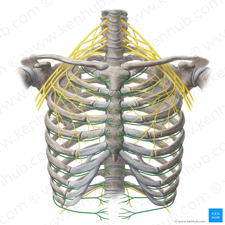 Intercostal Nerves Origin Course And Function Kenhub