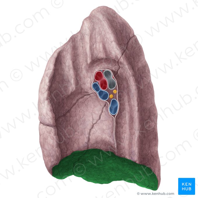 Cara diafragmática del pulmón derecho (Facies diaphragmatica pulmonis dextri); Imagen: Yousun Koh