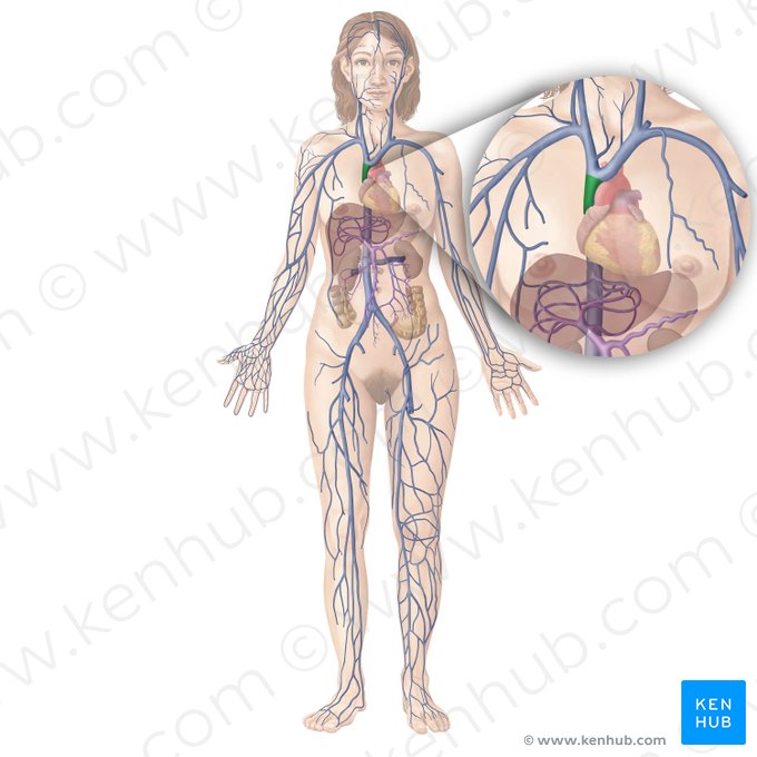 Vena cava superior; Imagen: Begoña Rodriguez
