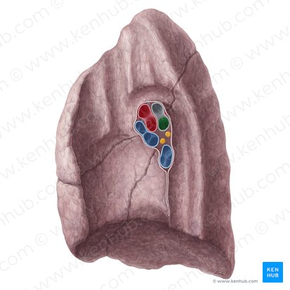 Bronchus intermedius pulmonis dextri (Mittlerer Lappenbronchus der rechten Lunge); Bild: Yousun Koh