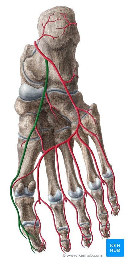 Medial plantar artery - caudal view