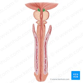 Músculo esfínter interno de la uretra (Musculus sphincter internus urethrae); Imagen: Samantha Zimmerman