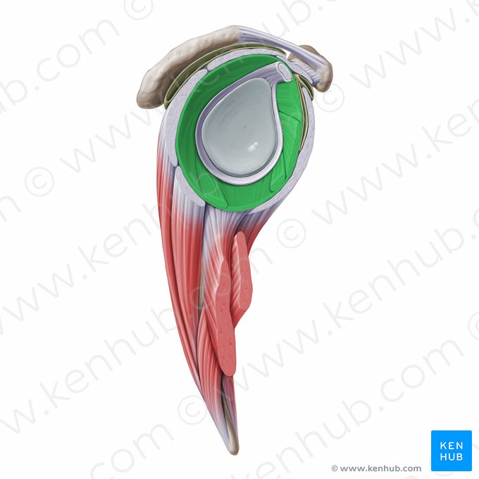 Articular capsule of glenohumeral joint (Capsula articularis glenohumeralis); Image: Paul Kim