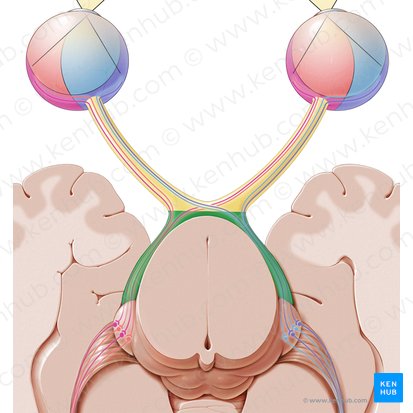 Optic tract (Tractus opticus); Image: Paul Kim