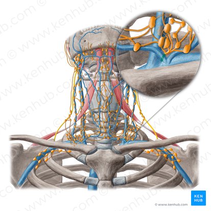 Thoracic duct (Ductus thoracicus); Image: Yousun Koh