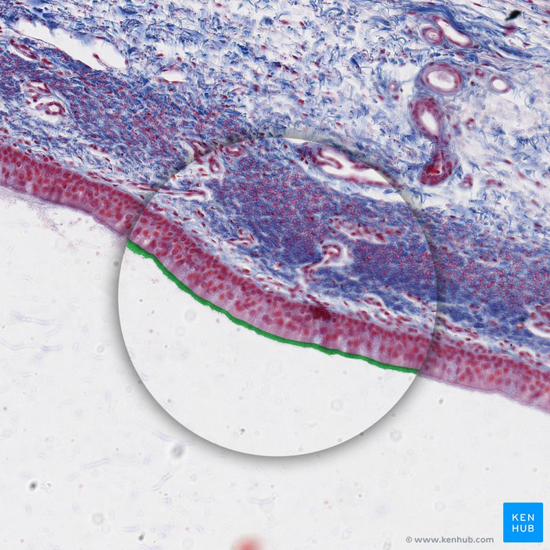 Kinocilia - histological slide