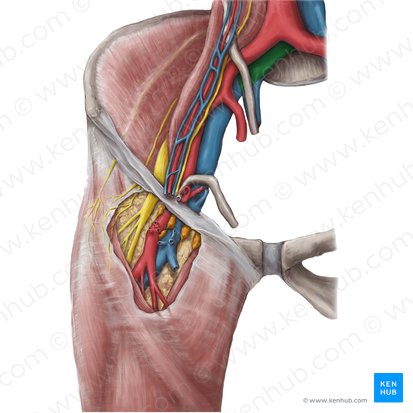 Common iliac vein (Vena iliaca communis); Image: Hannah Ely