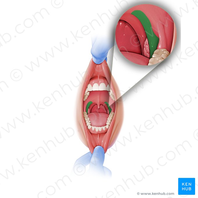 Arco palatoglossal (Arcus palatoglossus); Imagem: Paul Kim