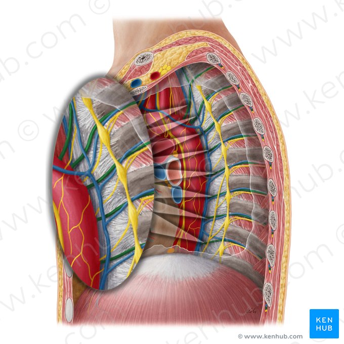 Arteria intercostalis posterior (Hintere Zwischenrippenarterie); Bild: Yousun Koh