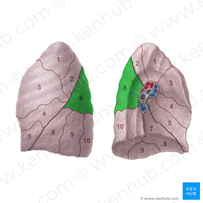 Segmentum superius pulmonis sinistri (Superiores Segment der linken Lunge); Bild: Paul Kim