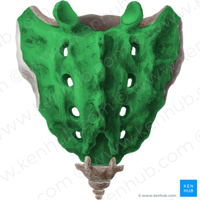 Cara dorsal del hueso sacro (Facies dorsalis ossis sacri); Imagen: Liene Znotina