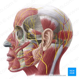 Ramo zigomaticofacial do nervo zigomático (Nervus zygomaticofacialis); Imagem: Yousun Koh