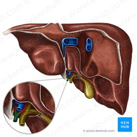 Proper hepatic artery (Arteria hepatica propria); Image: Irina Münstermann