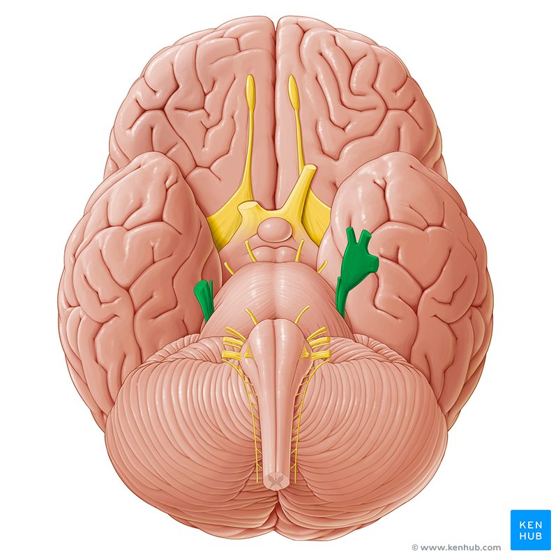 Trigeminal nerve - inferior view