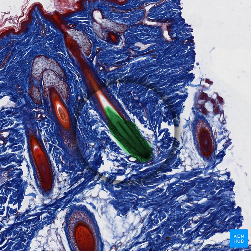 Hair bulb - histological slide