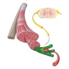 Tipos de fibras musculares esqueléticas
