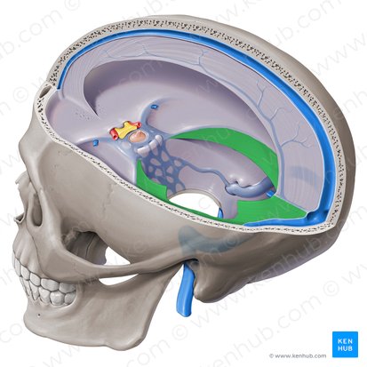 Tentorium cerebelli; Image: Paul Kim