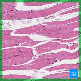 Types of tissue: Structure and function | Kenhub