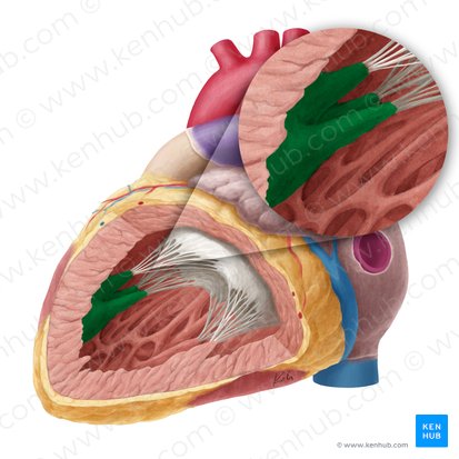 Músculo papilar anterior do ventrículo esquerdo (Musculus papillaris superior ventriculi sinistri); Imagem: Yousun Koh