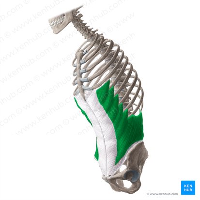 External abdominal oblique muscle (Musculus obliquus externus abdominis); Image: Yousun Koh