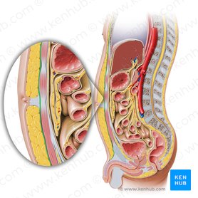 Fascia de revestimiento abdominal (Stratum membranosum telae subcutanei abdominis); Imagen: Paul Kim