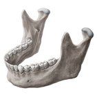 Mandible