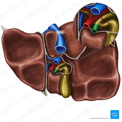 Bile duct (Ductus biliaris); Image: Irina Münstermann