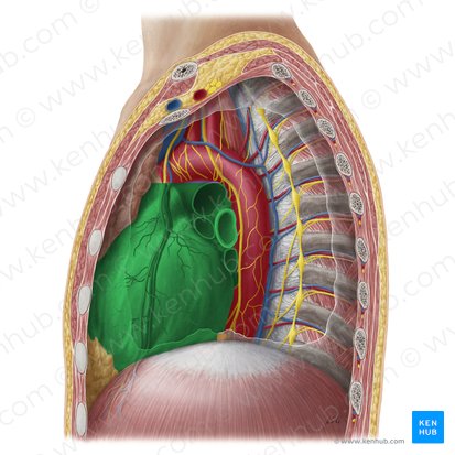 Mediastinum medium (Mittleres Mediastinum); Bild: Yousun Koh