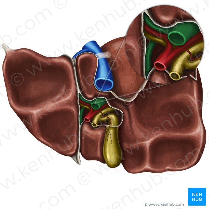 Veia porta hepática (Vena portae hepatis); Imagem: Irina Münstermann