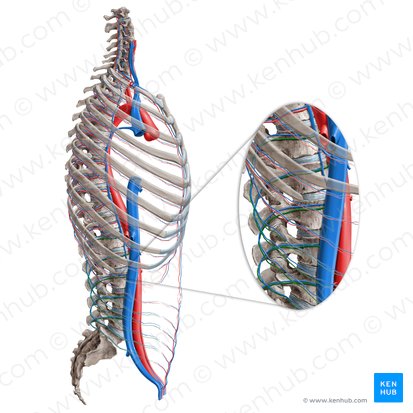 Arteriae lumbales (Lendenarterien); Bild: Paul Kim