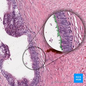 gewebearten-einteilung-zellarten-histologie-kenhub