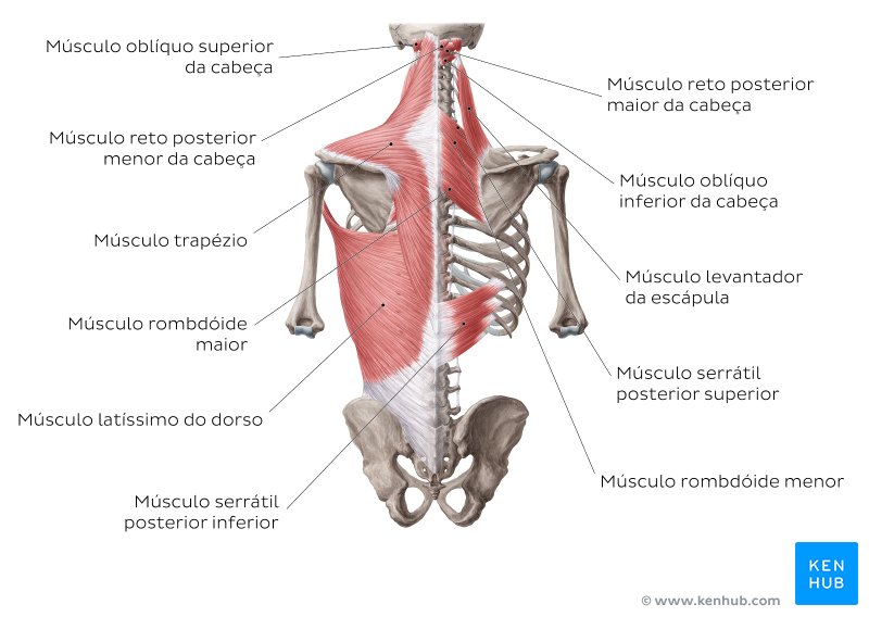 Músculos superficiais do dorso - diagrama
