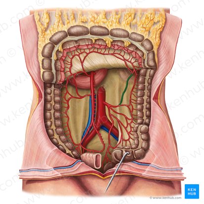 Ascending branch of left colic artery (Ramus ascendens arteriae colicae sinistrae); Image: Irina Münstermann