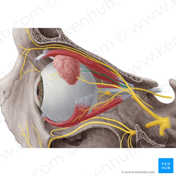 Ramus superior nervi oculomotorii (Oberer Ast des Augenbewegungsnervs); Bild: Yousun Koh