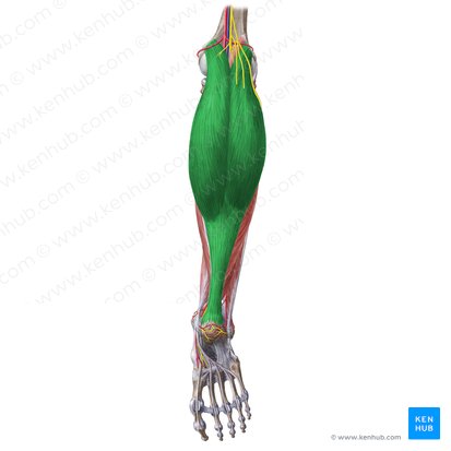 Músculo gastrocnêmio (Musculus gastrocnemius); Imagem: Liene Znotina