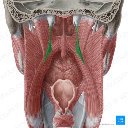 Músculo salpingofaríngeo (Musculus salpingopharyngeus); Imagem: Yousun Koh