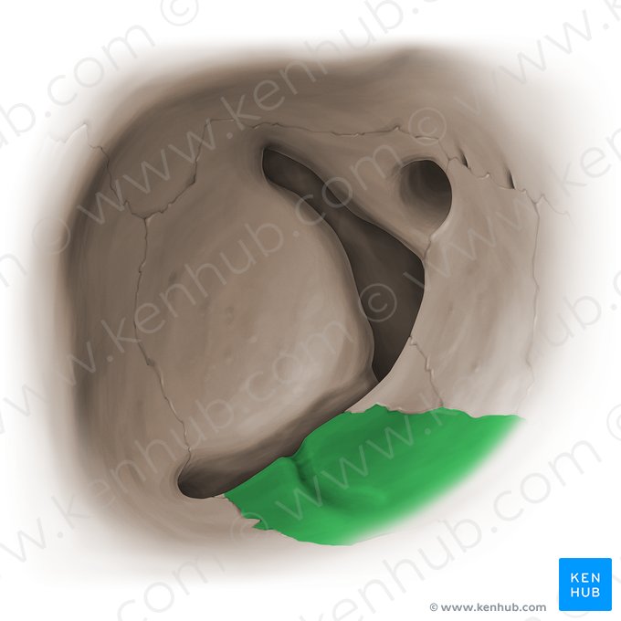 Facies orbitalis maxillae (Augenhöhlenfläche des Oberkieferknochens); Bild: Paul Kim
