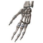 Phalanges of the hand
