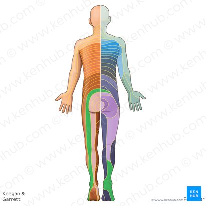 Dermatome S1 (Dermatoma S1); Image : Irina Münstermann