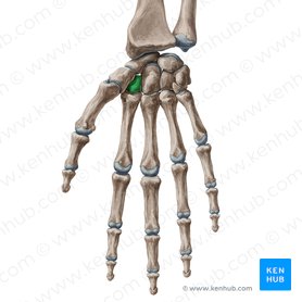 Trapezoid bone (Os trapezoideum); Image: Yousun Koh
