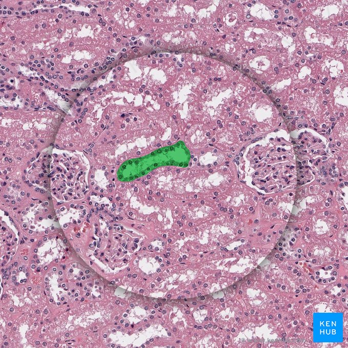 Túbulo contorcido proximal (Pars convoluta tubuli proximalis); Imagem: 