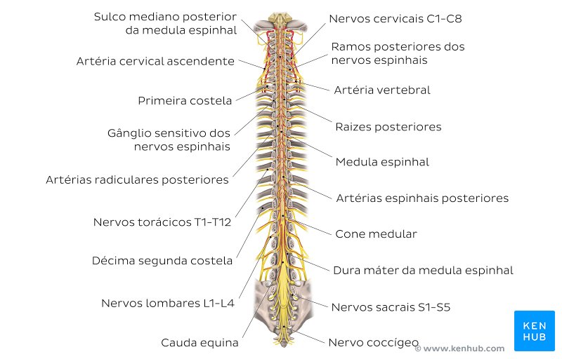 Diagrama da medula espinal.