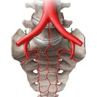 Arteria iliolumbalis